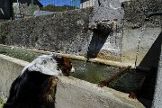 09 Nika si rifornisce d'acqua alla fontana della piazzetta